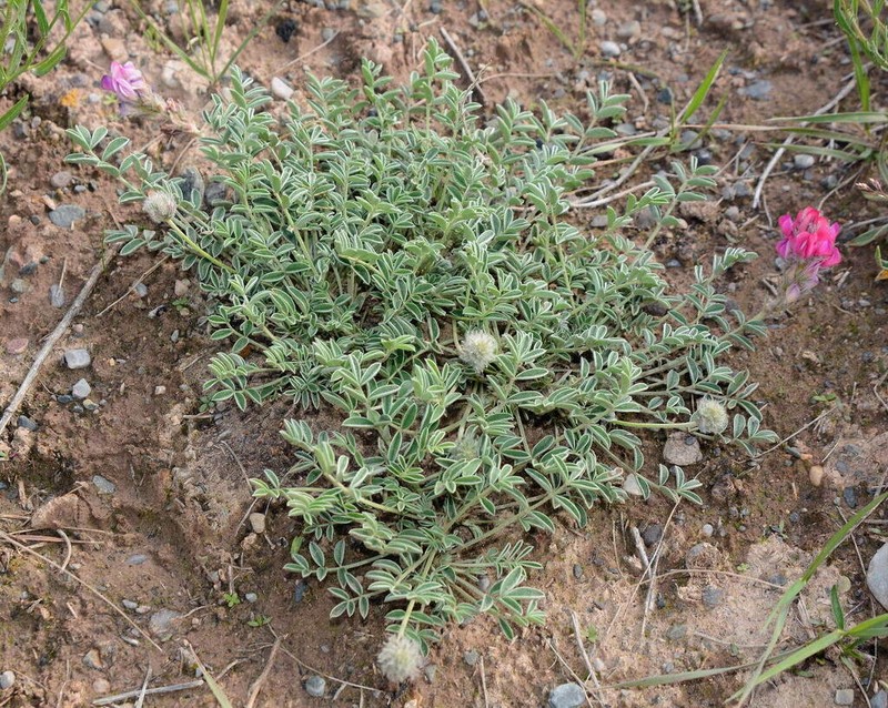 Hedysarum cumuschtanicum photo 5