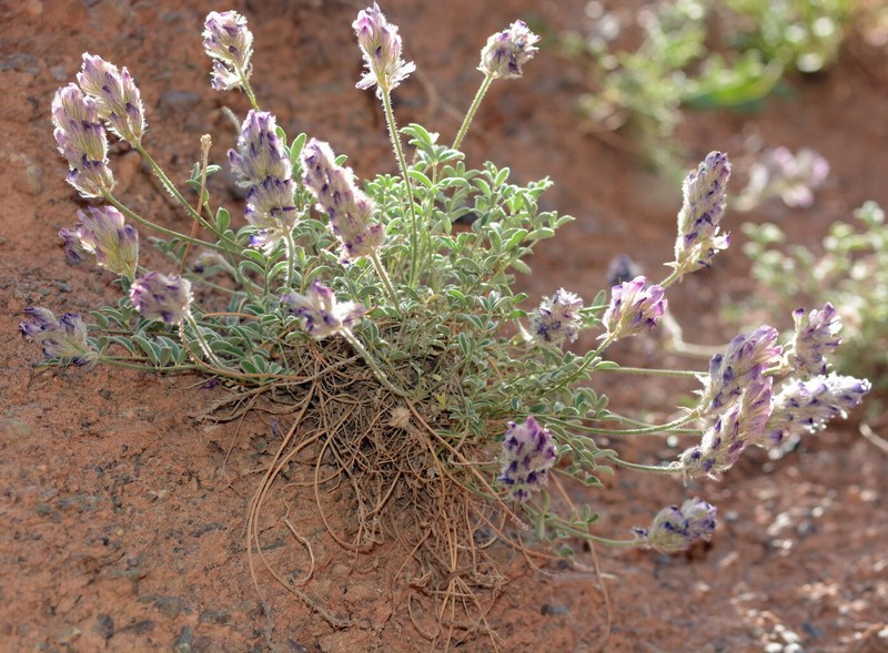 Hedysarum cumuschtanicum photo 7