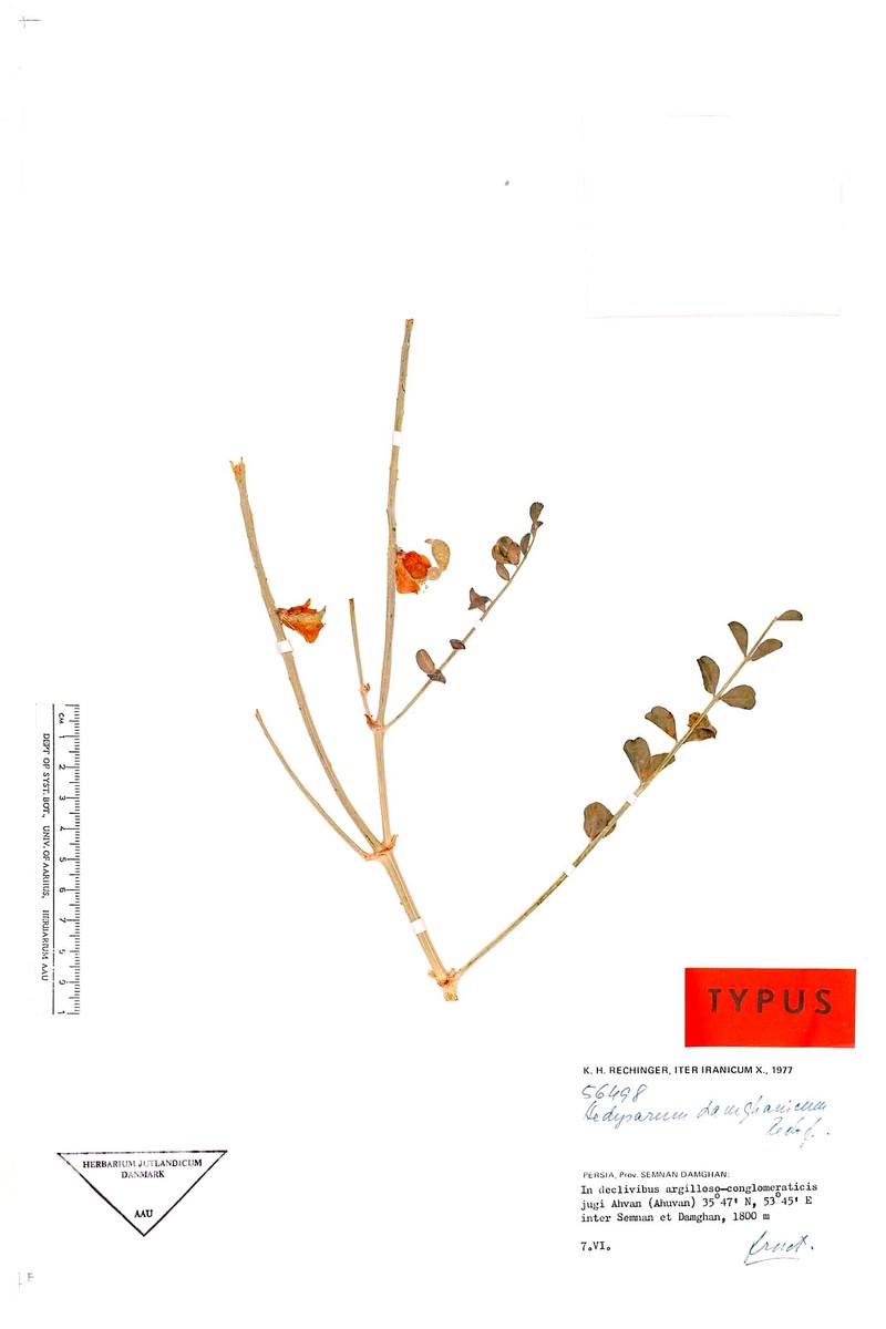 Hedysarum damghanicum