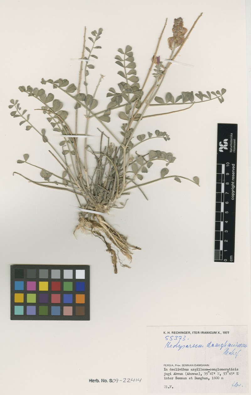 Hedysarum damghanicum photo 2