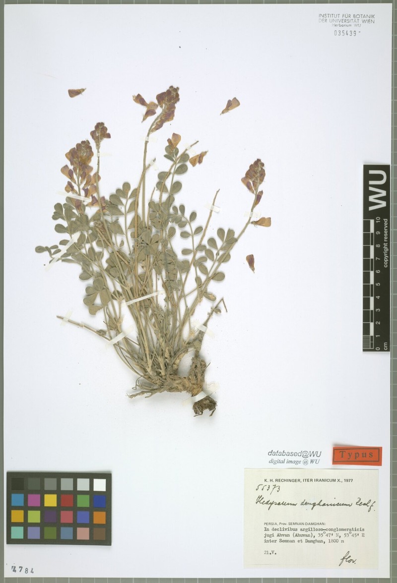 Hedysarum damghanicum photo 3