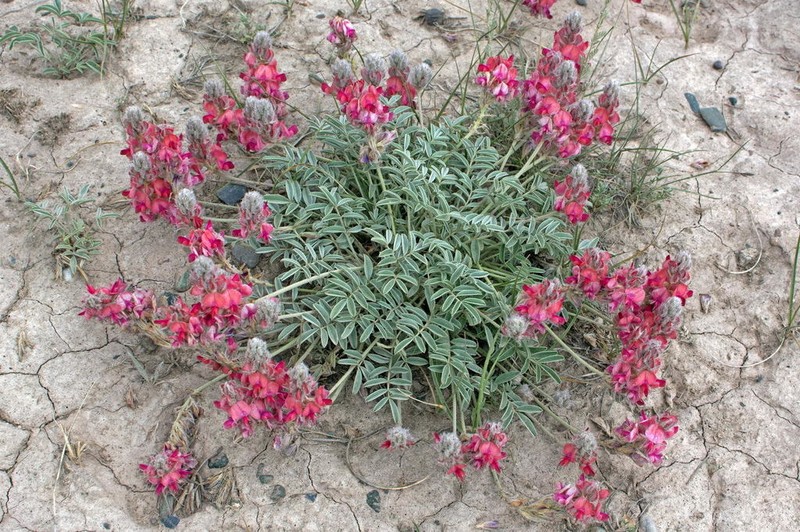 Hedysarum daraut-kurganicum photo 2