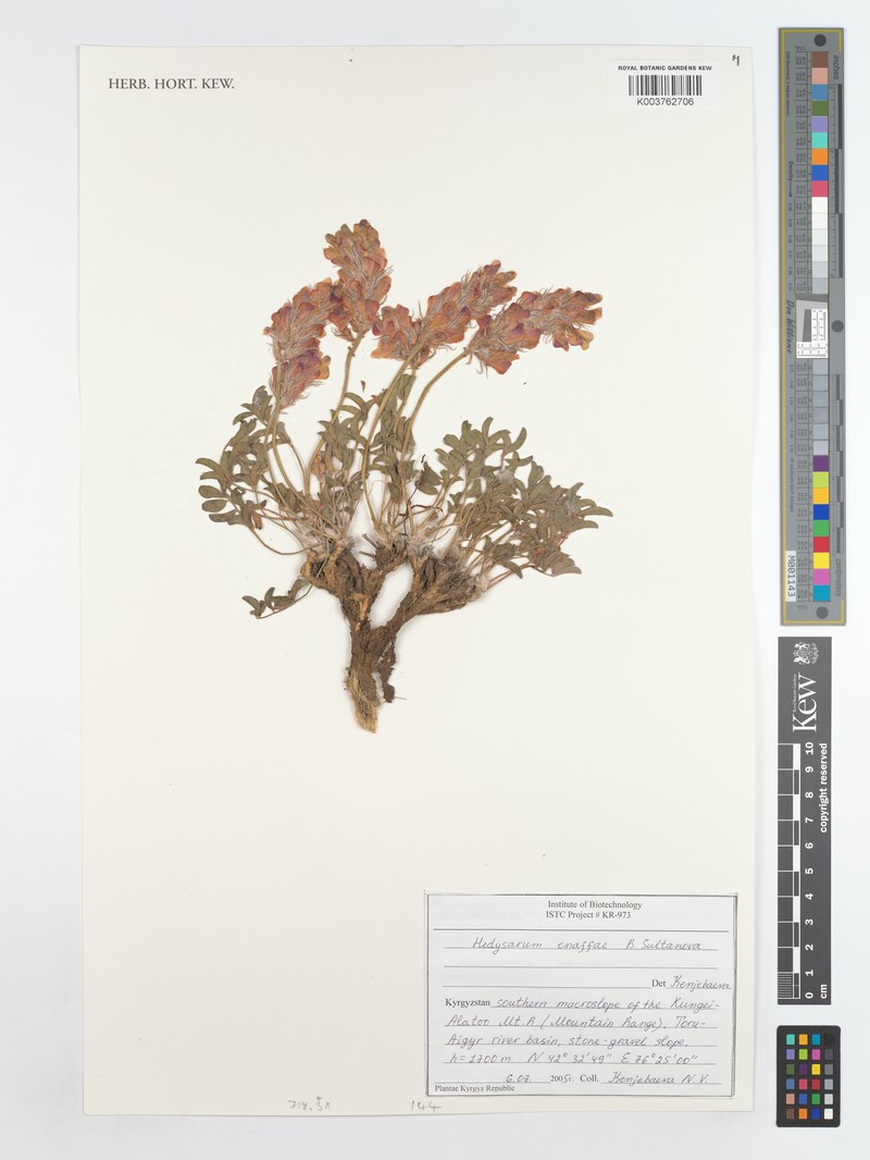 Hedysarum enaffae