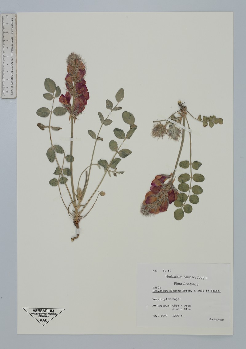 Hedysarum erzurumianum