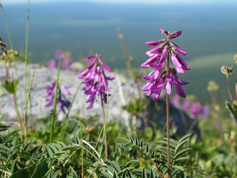 Hedysarum hedysaroides photo 2