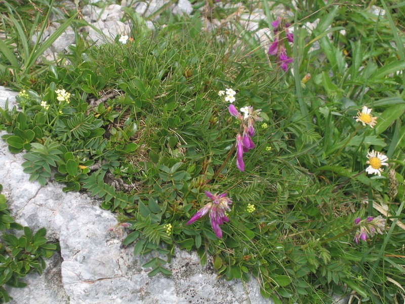 Hedysarum hedysaroides photo 4