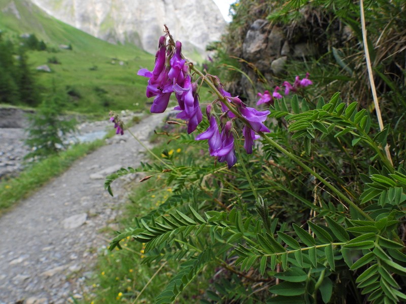 Hedysarum hedysaroides photo 5
