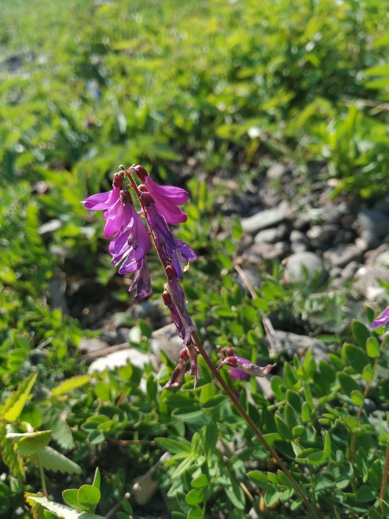 Hedysarum hedysaroides photo 6