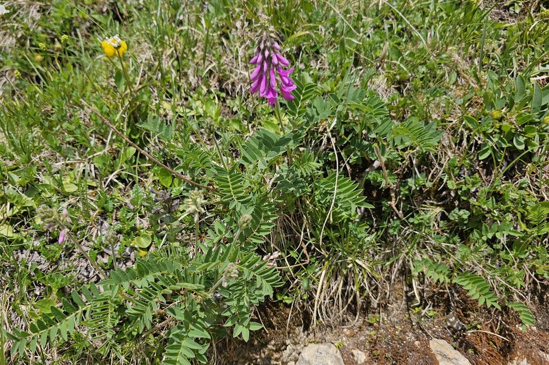 Hedysarum hedysaroides subsp. hedysaroides