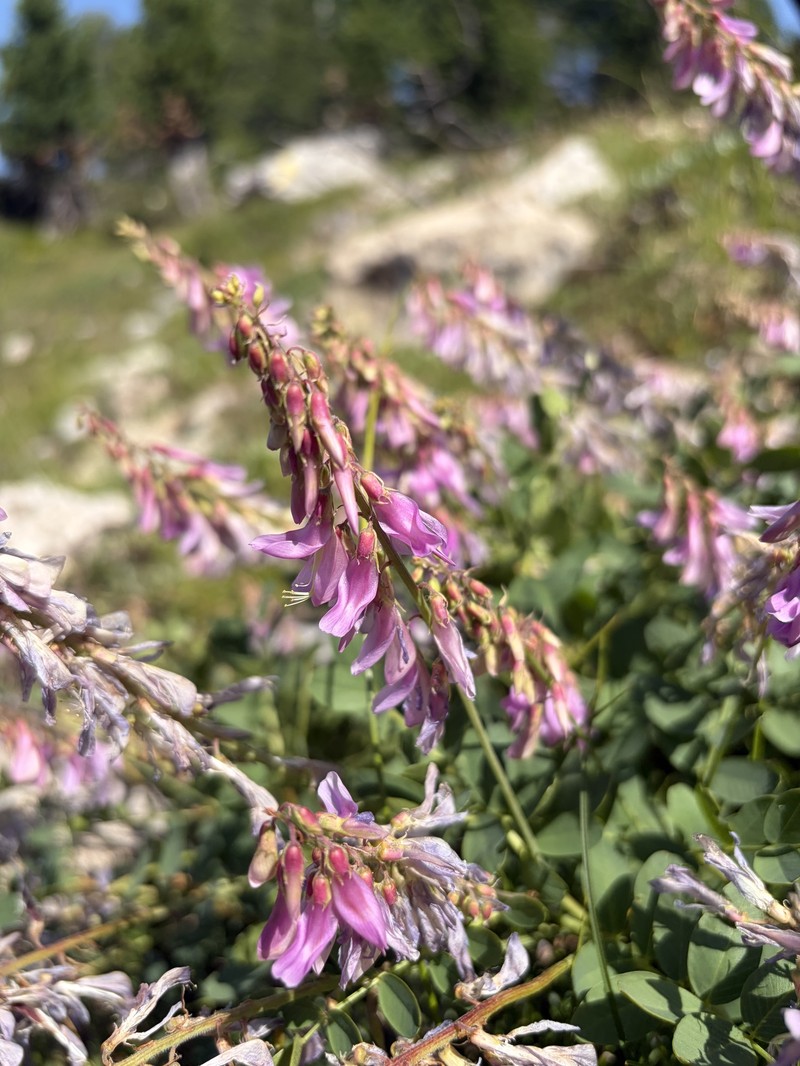 Hedysarum hedysaroides subsp. hedysaroides photo 2