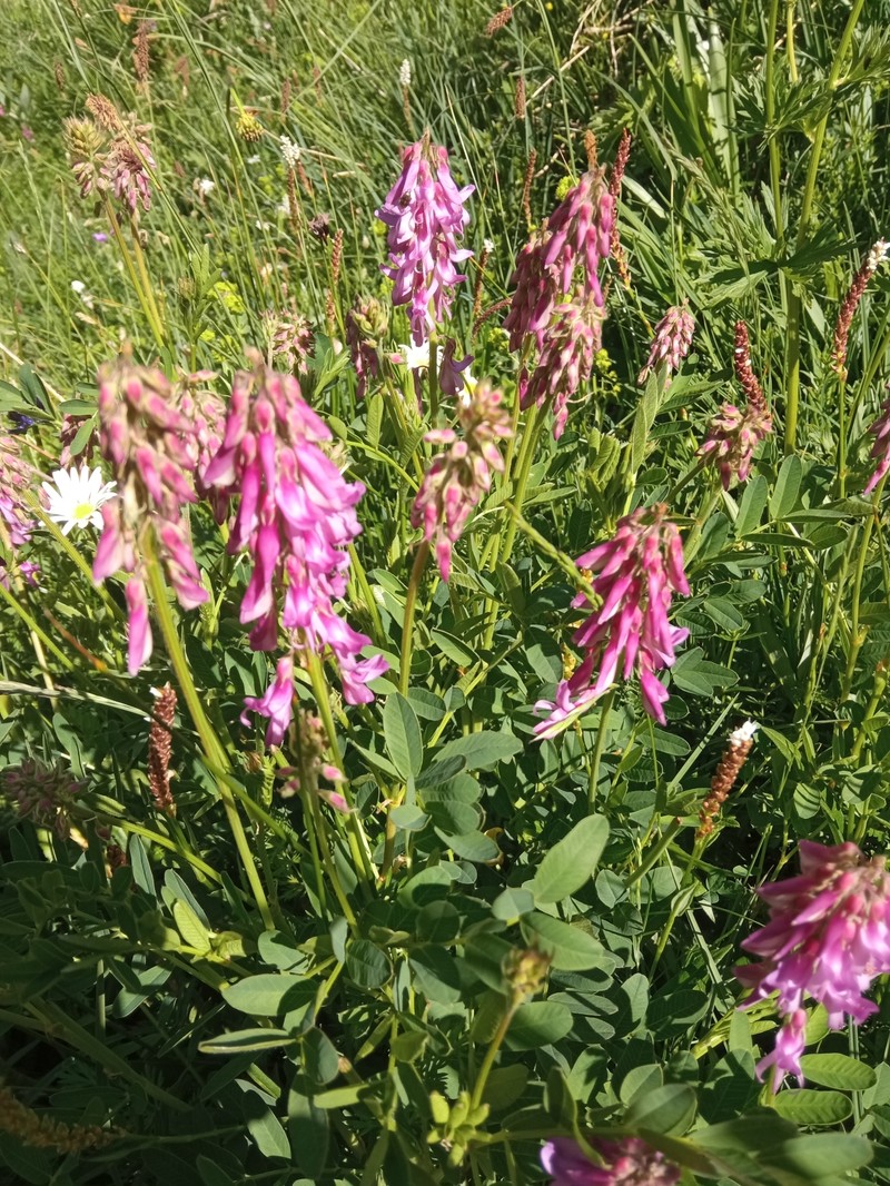 Hedysarum hedysaroides subsp. hedysaroides photo 3