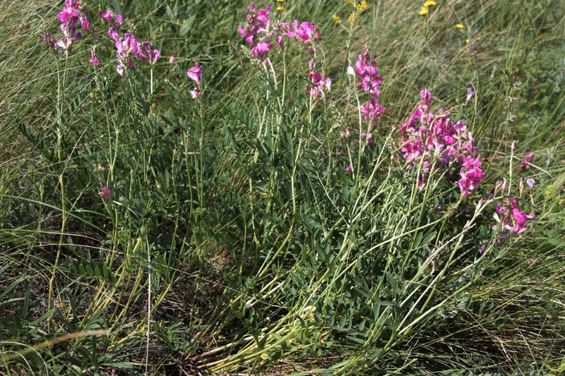 Hedysarum kulikovii photo 3