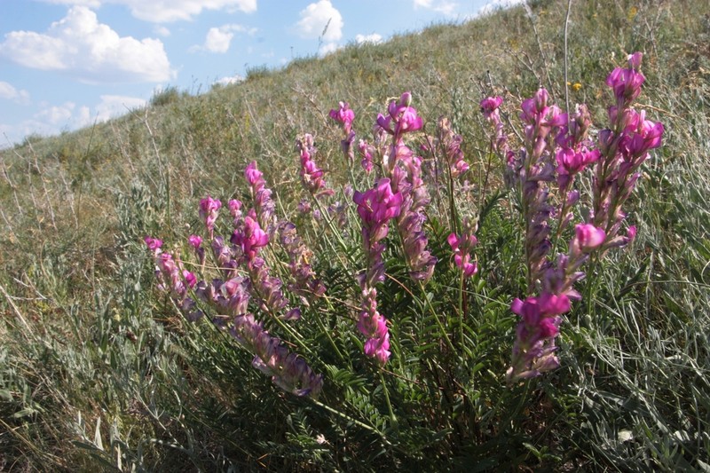 Hedysarum kulikovii photo 6