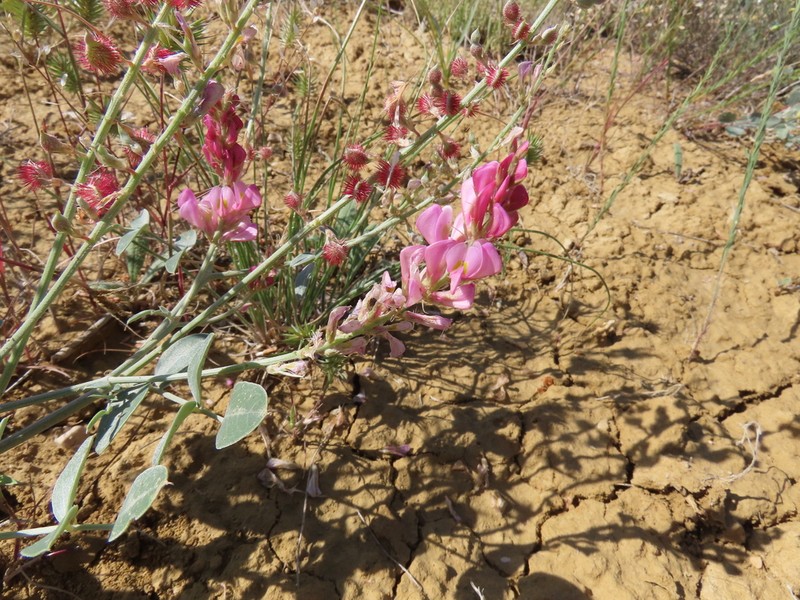 Hedysarum malatyanum