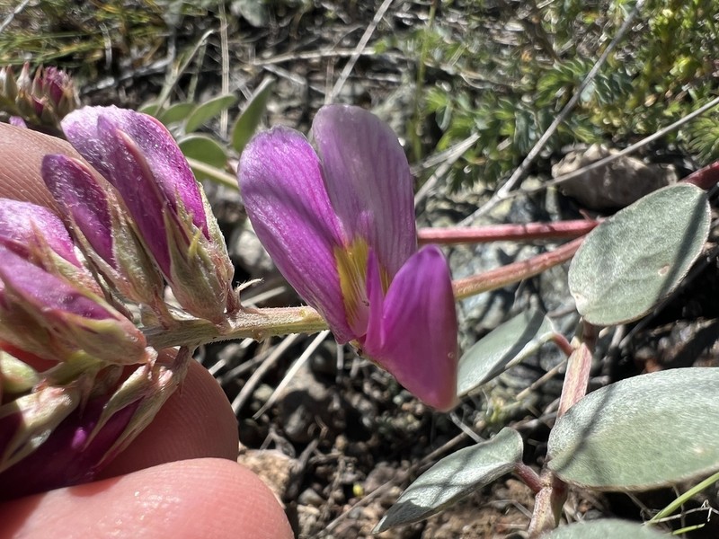 Hedysarum malatyanum photo 2