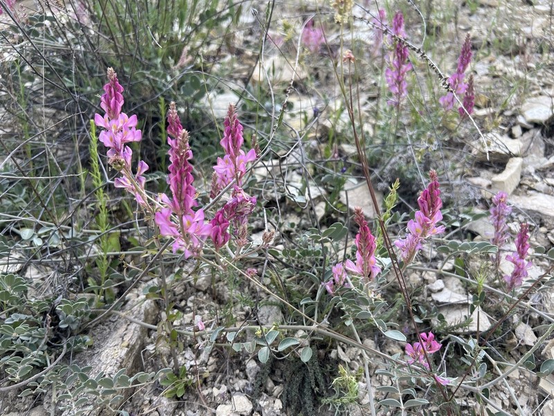 Hedysarum malatyanum photo 3