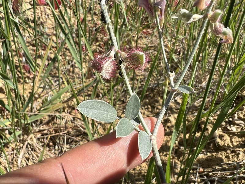 Hedysarum malatyanum photo 5
