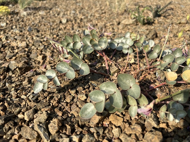 Hedysarum malatyanum photo 6