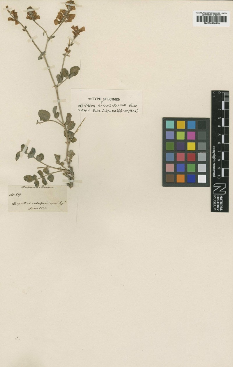 Hedysarum malatyanum photo 8