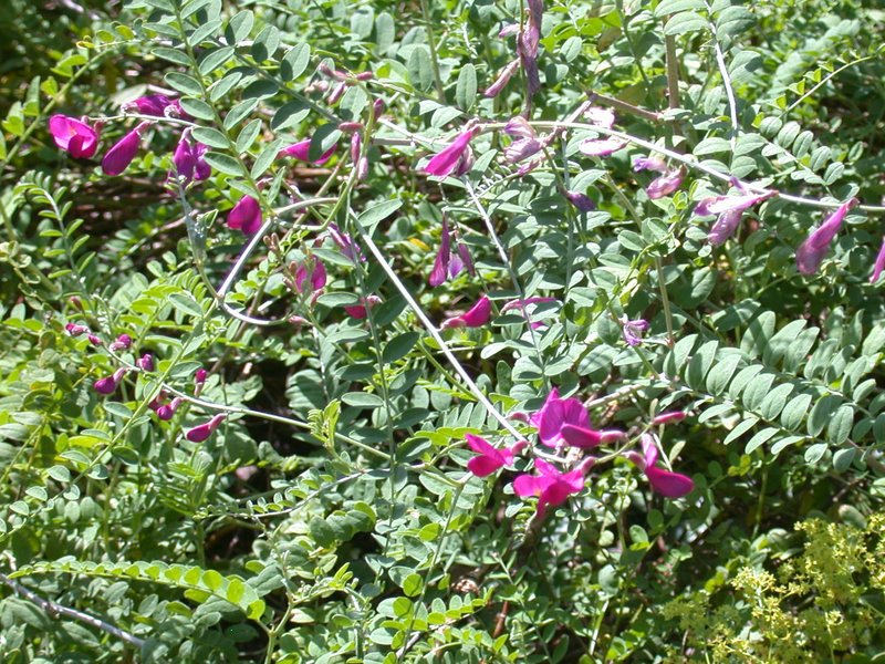Hedysarum multijugum