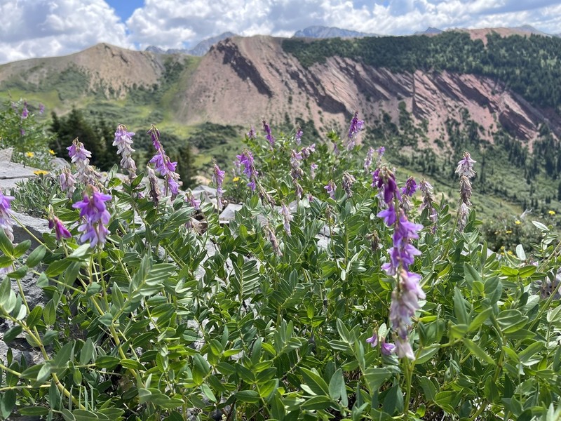 Western Sweetvetch