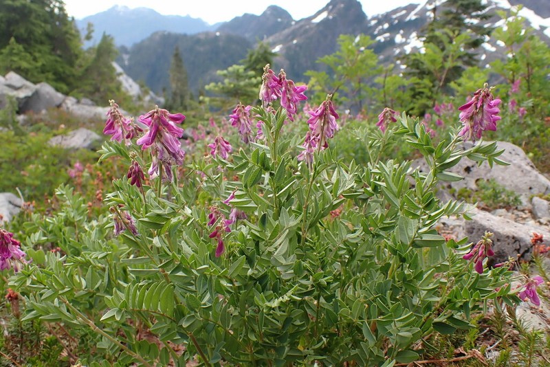 Western Sweetvetch photo 2