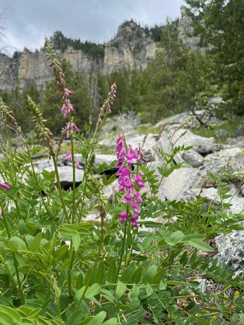 Western Sweetvetch photo 3