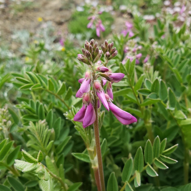 Western Sweetvetch photo 4