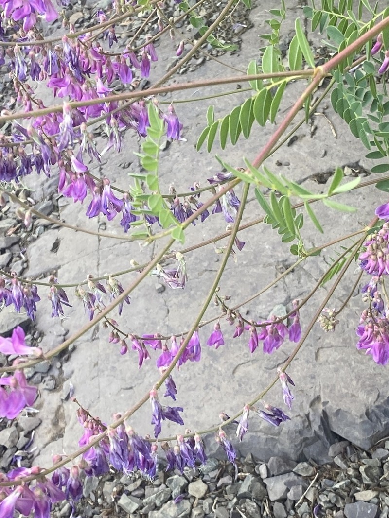 Western Sweetvetch photo 5