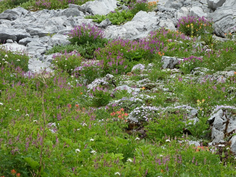 Western Sweetvetch photo 6