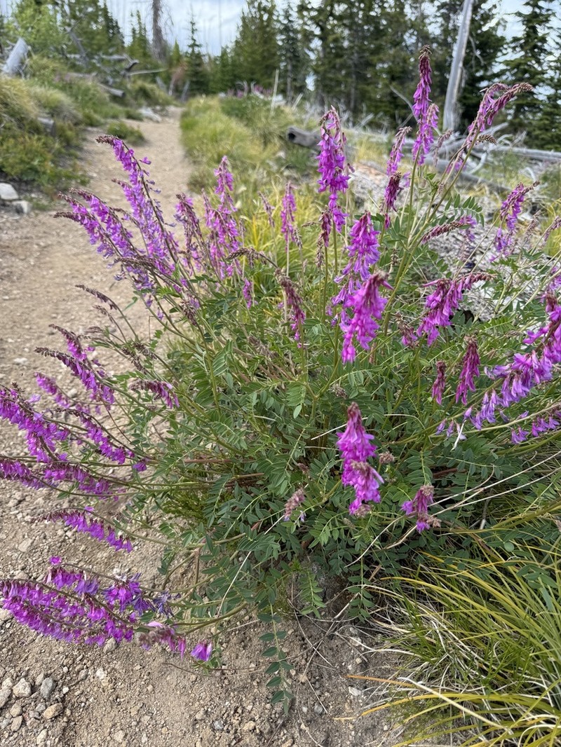 Western Sweetvetch photo 7
