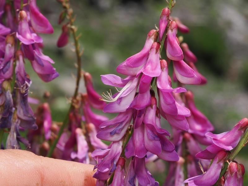 Western Sweetvetch photo 8