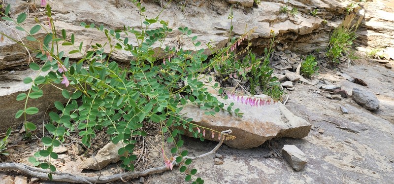 Hedysarum occidentale var. canone