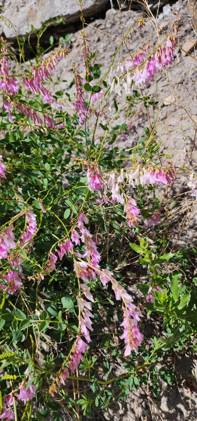 Hedysarum occidentale var. canone photo 3