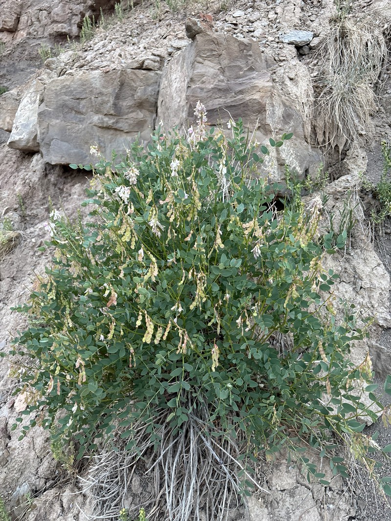 Hedysarum occidentale var. canone photo 4