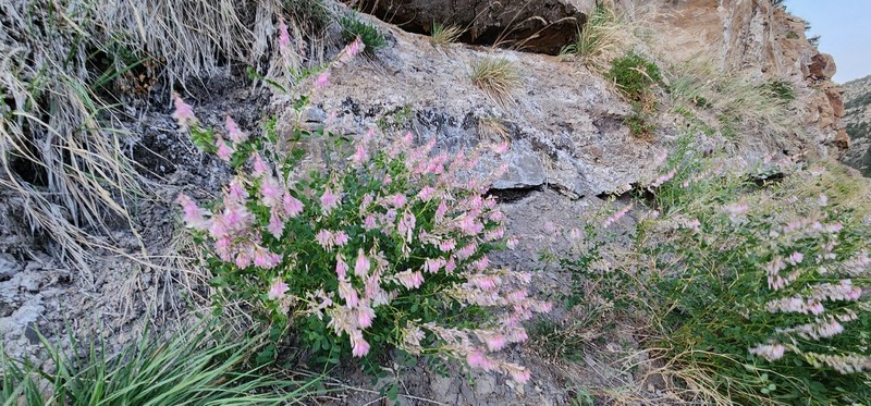 Hedysarum occidentale var. canone photo 5