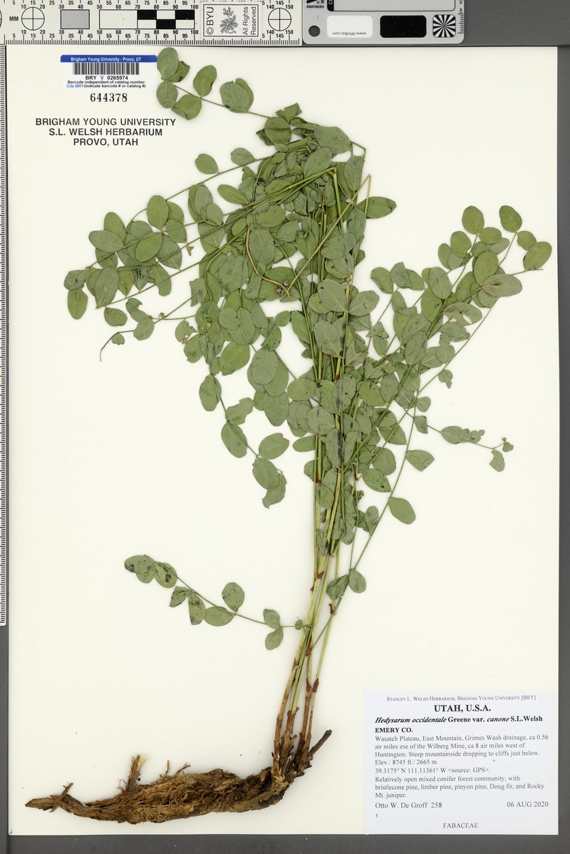 Hedysarum occidentale var. canone photo 6