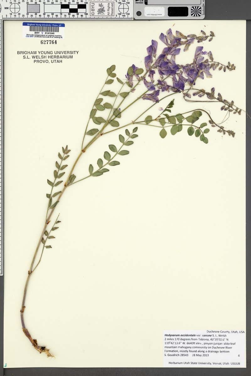 Hedysarum occidentale var. canone photo 7