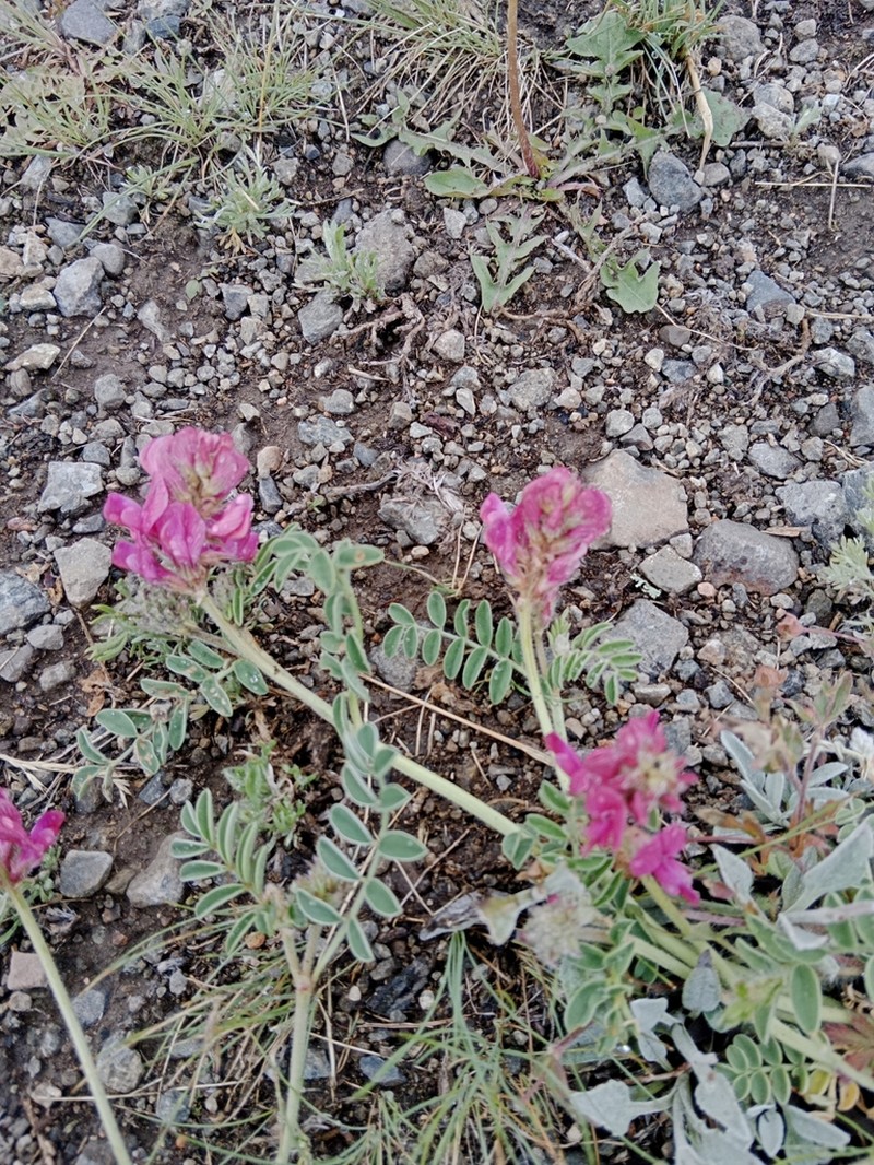 Hedysarum schellianum
