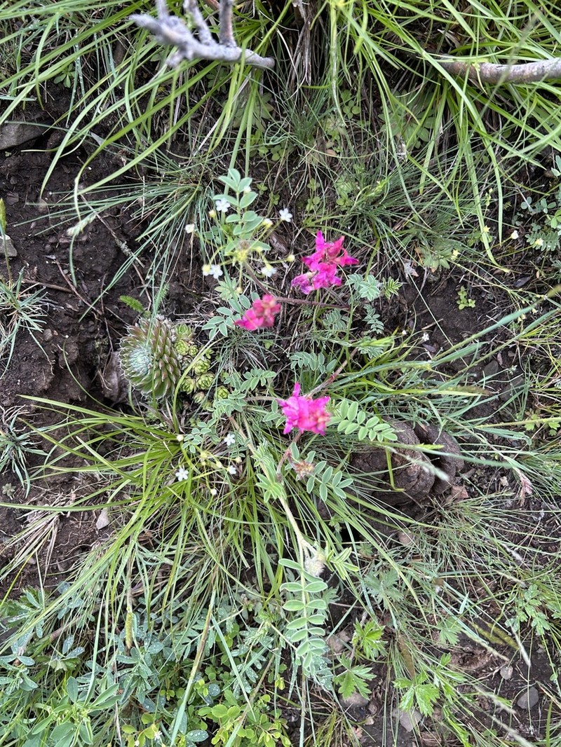 Hedysarum schellianum photo 2