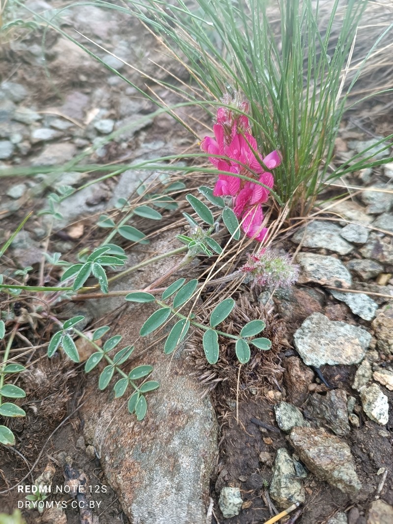 Hedysarum schellianum photo 3