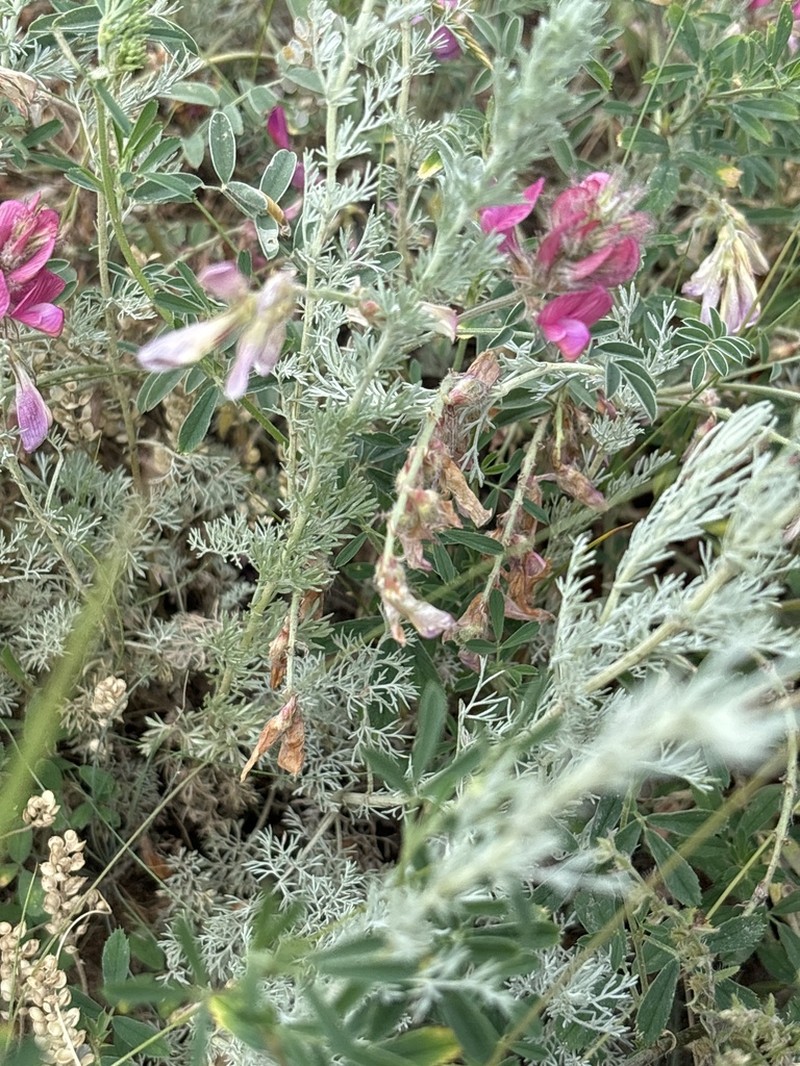 Hedysarum schellianum photo 4