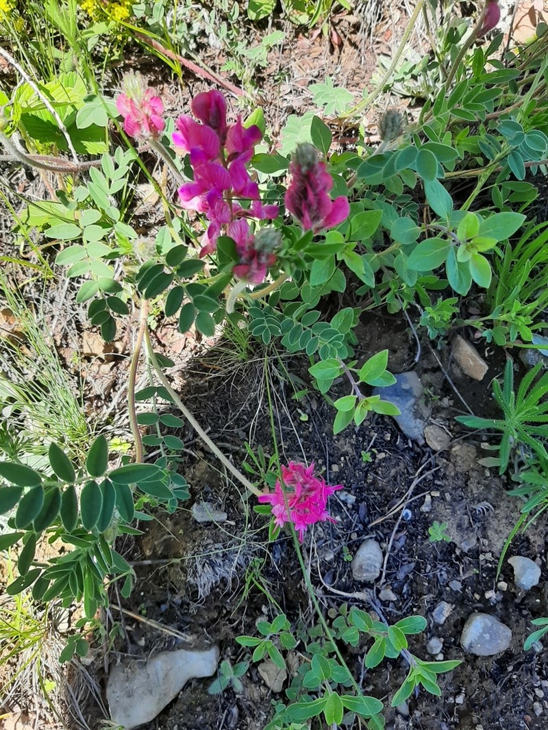 Hedysarum schellianum photo 6