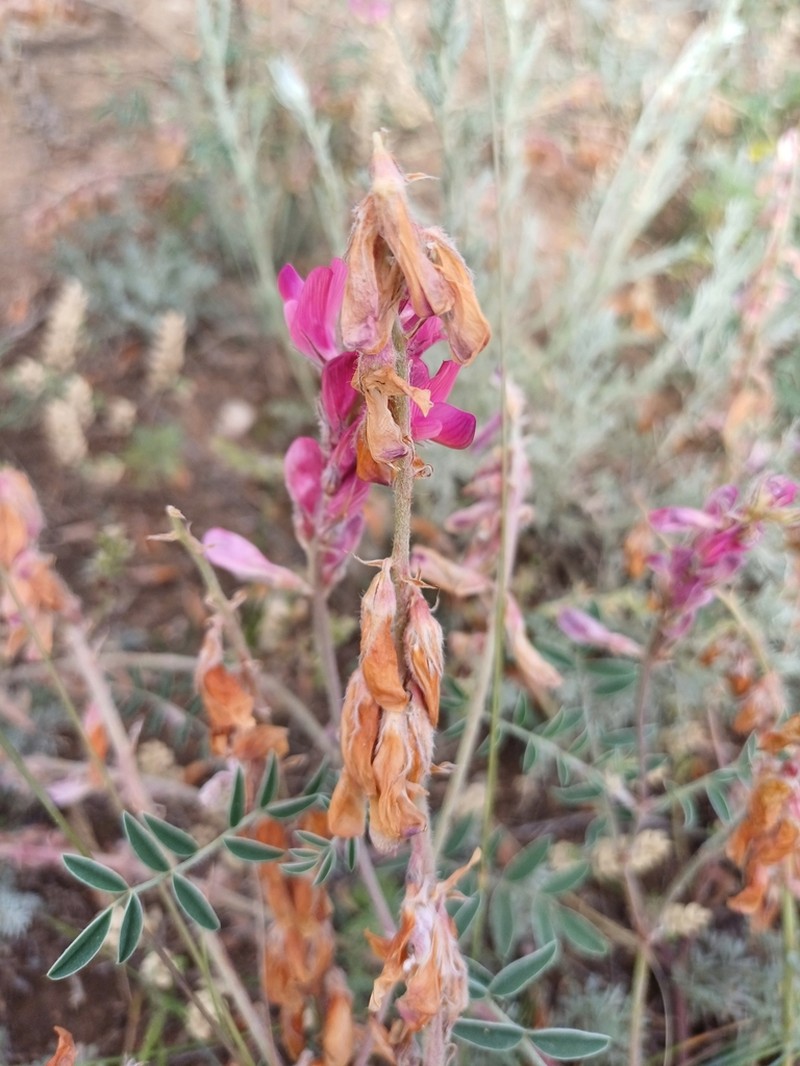 Hedysarum schellianum photo 7