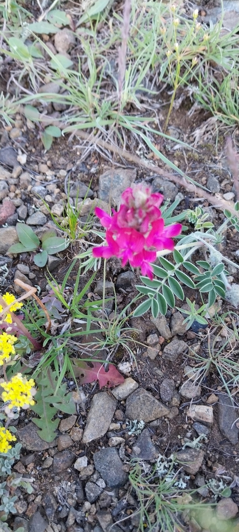 Hedysarum schellianum photo 8