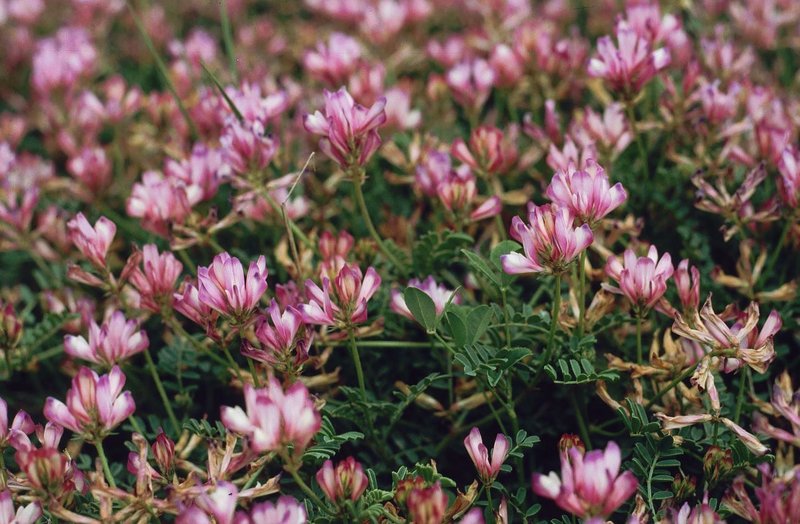 Hedysarum spinosissimum