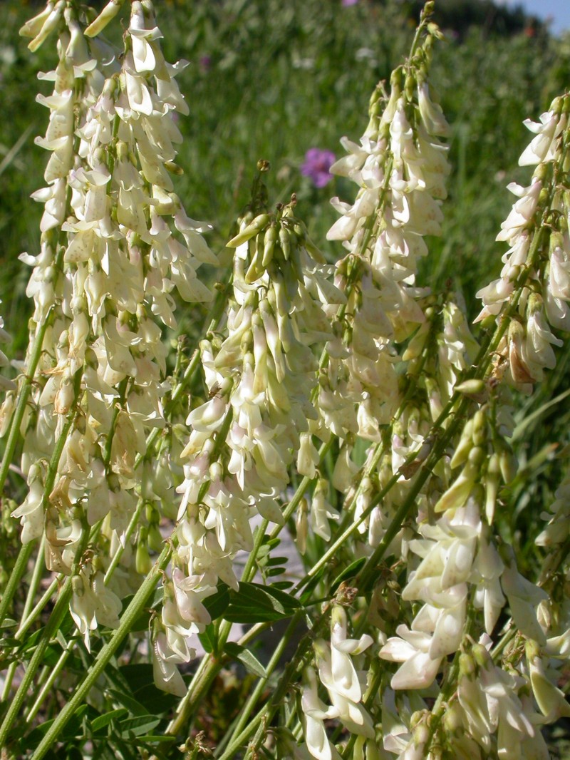White Sweetvetch