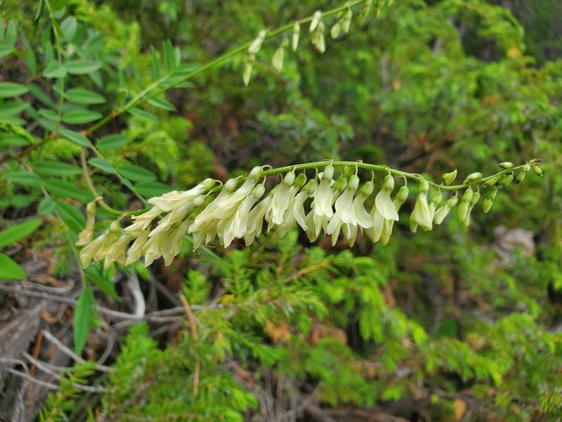 White Sweetvetch