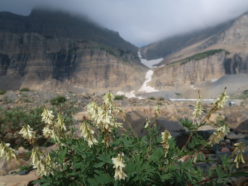 White Sweetvetch photo 2