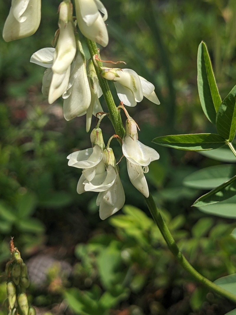 White Sweetvetch photo 3